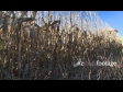 Maize Harvest Low Angle 1 1553